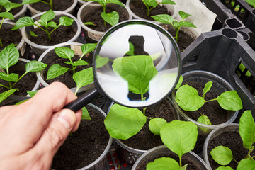 A man holds a magnifying glass in his hand and intently examines and checks the quality of the green shoots of the young pepper, eggplant plant. Check the quality of seeds, plants by a specialist