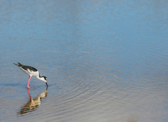 Pied stilt foraging and feed in pool