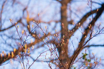 New leaves on a berry bush in early spring