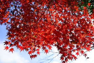 もみじ　紅葉　逆光　青空　日本　晴れ　露出　違い