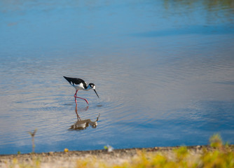 Pied stilt foraging and feed in pool