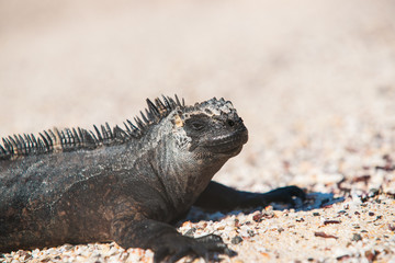 Galapagos marine iguana
