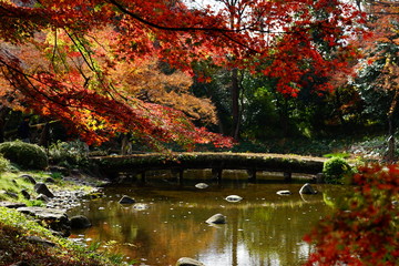 紅葉　逆光　庭園　池　日本　晴れ　露出　違い　赤　緑　対比 橋