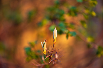 New leaves on a berry bush in early spring