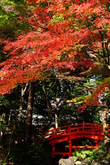 紅葉　庭園　日本　晴れ　露出　違い　赤　緑　対比　太鼓橋