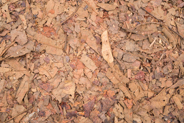 Red Brown Dried Leaves and Scrap Branch and Gravel Texture Background