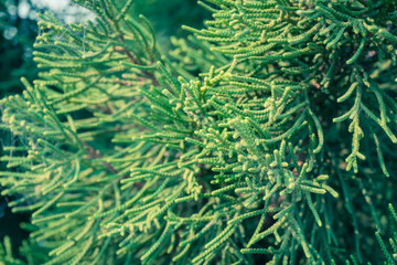 Vintage Green Pine Background Right Frame