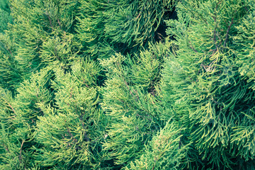 Vintage Green Pine Background