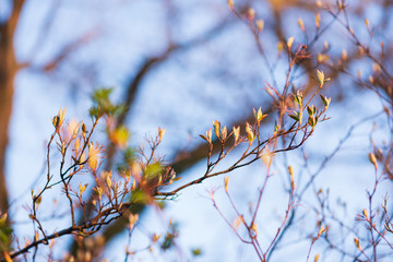 New leaves on a berry bush in early spring