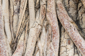 Old Tree Roots Background Zoom View