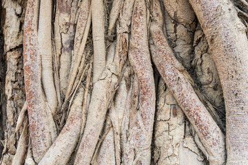Old Tree Roots Background