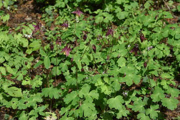 Aquilegia buergeriana flowers / Alpine plants