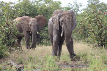 Fototapeta premium Afrikanischer Elefant / African elephant / Loxodonta africana