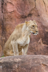 female lion