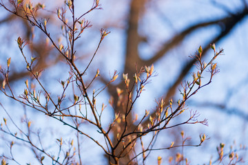 New leaves on a berry bush in early spring
