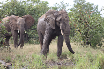 Afrikanischer Elefant / African elephant / Loxodonta africana