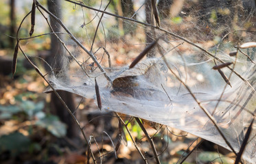 Spider and Cobweb in Forest with Dried Tree Branch and Leaves