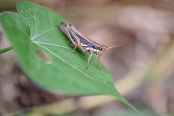saltamontes insecto macro