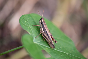saltamontes insecto macro