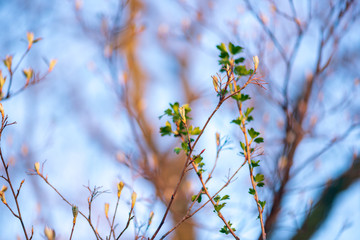 New leaves on a berry bush in early spring