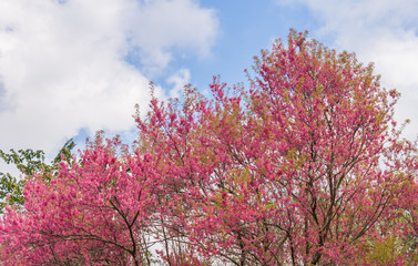 Prunus Cerasoides or Cherry Blossom or Sakura Tree on Blue Sky Background Phi Chi Fa Forest Park Zoom