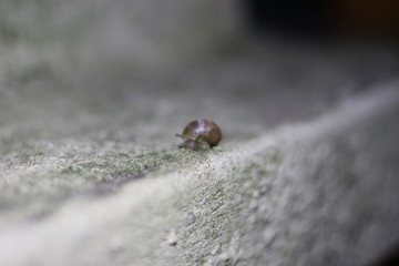 snail_006