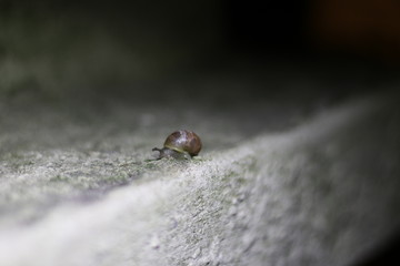 snail_007