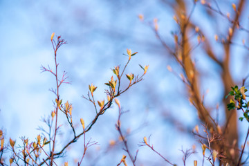 New leaves on a berry bush in early spring