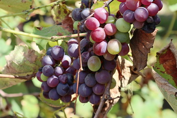 bunch of grapes