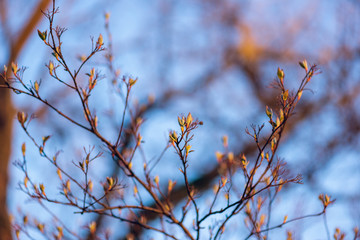 New leaves on a berry bush in early spring