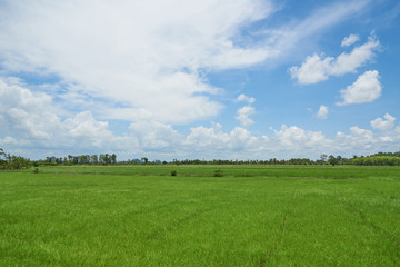 Scene of green rice field and coconut palm tree on blue sky background