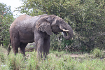 Naklejka na ściany i meble Afrikanischer Elefant / African elephant / Loxodonta africana