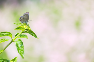 お花畑と蝶々