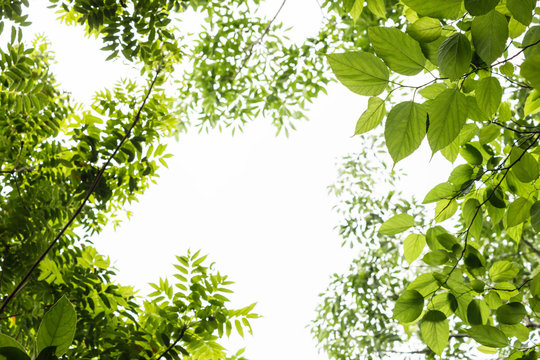 葉っぱ 背景素材 Stock Photo Adobe Stock 葉っぱ 背景素材 Stock Photo Adobe Stock