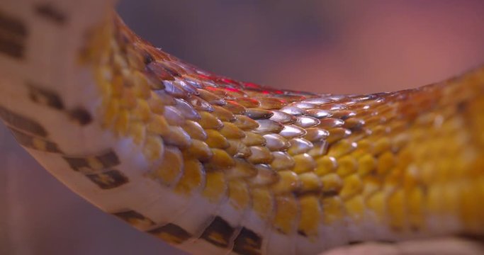Close-up shot of green and white striped snake body wiggling in terrarium.