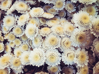 Beautiful Yellow white chrysanthemum flowers background