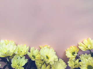 Beautiful Yellow white chrysanthemum flowers background