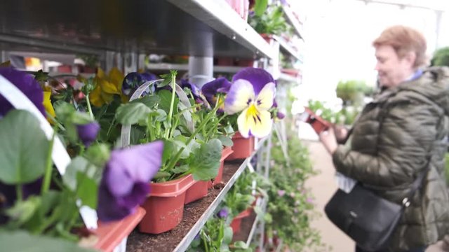 Inside plant nursery shop. Row of racks with pansy flower seedlings and mature woman shopping for her garden.