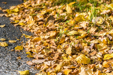 Dry yellow leaves lie along the road on an autumn day.