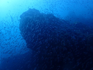 Fototapeta na wymiar 小魚が群れるインド洋