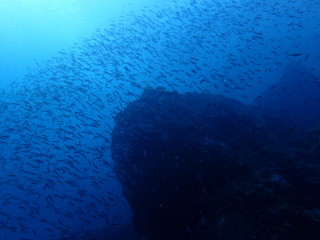 Fototapeta na wymiar 小魚が群れるインド洋