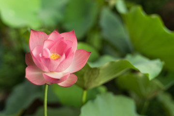 A lotus is blooming beautifully in a pond 