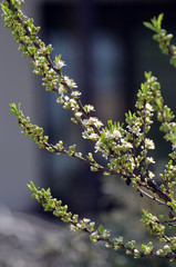 Burkwood osmanthus - Latin name - Osmanthus x burkwoodii.Evergreen shrub in the family Oleaceae native to southern China and cultivated as an ornamental