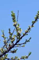 Burkwood osmanthus - Latin name - Osmanthus x burkwoodii.Evergreen shrub in the family Oleaceae native to southern China and cultivated as an ornamental
