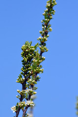 Burkwood osmanthus - Latin name - Osmanthus x burkwoodii.Evergreen shrub in the family Oleaceae native to southern China and cultivated as an ornamental