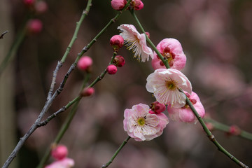 In spring, plum blossoms bloom
