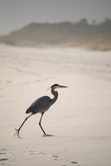 Strolling Heron