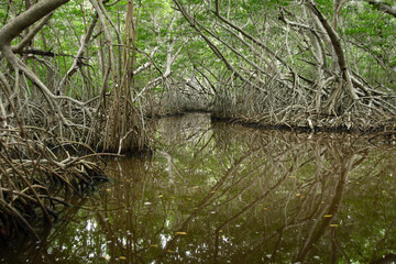 Mangroves at El Corchito Ecological Reserve, Progreso, Yucatan, Mexico.