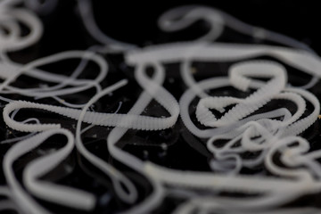 The study of Tapeworm infection is caused by ingesting food or water contaminated with tapeworm eggs or larvae in laboratory.