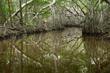 Mangroves at El Corchito Ecological Reserve, Progreso, Yucatan, Mexico.